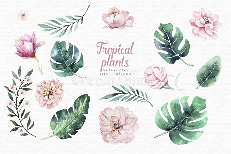 Hand drawn watercolor tropical birds set of flamingo. Exotic rose bird illustrations, jungle tree, brazil trendy art royalty free illustration Hand drawn watercolor tropical birds set of flamingo. Exotic rose bird illustrations, jungle tree, brazil trendy art royalty free illustration