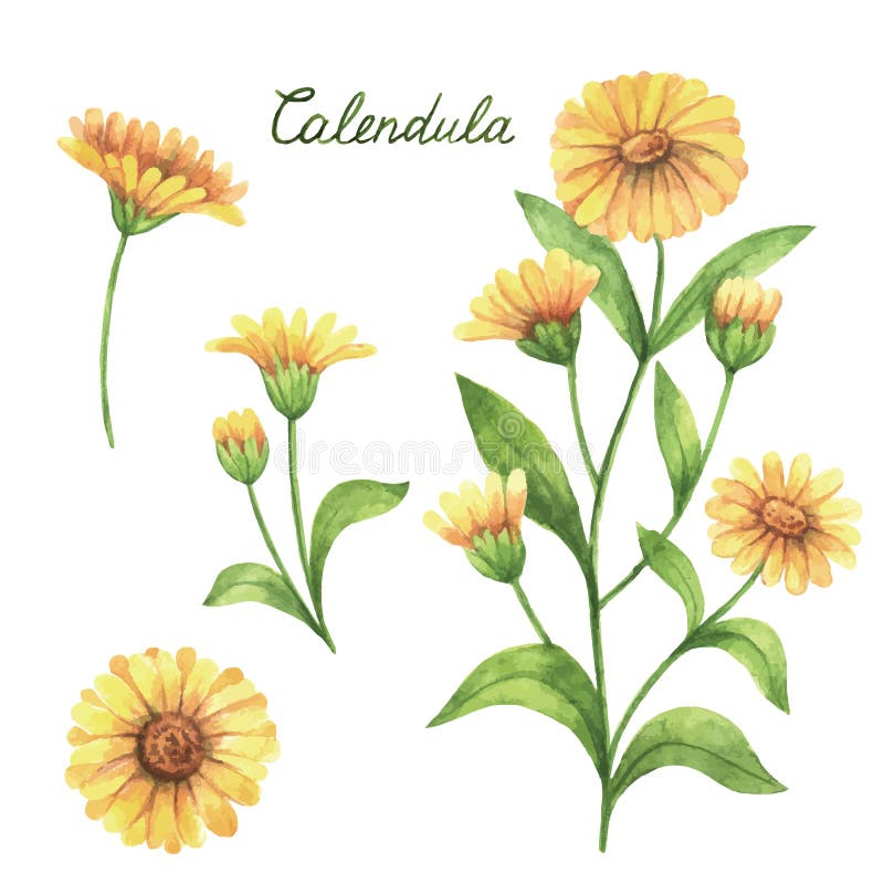 Hand drawn watercolor vector botanical illustration of calendula, marigold. royalty free illustration Hand drawn watercolor vector botanical illustration of calendula, marigold. royalty free illustration