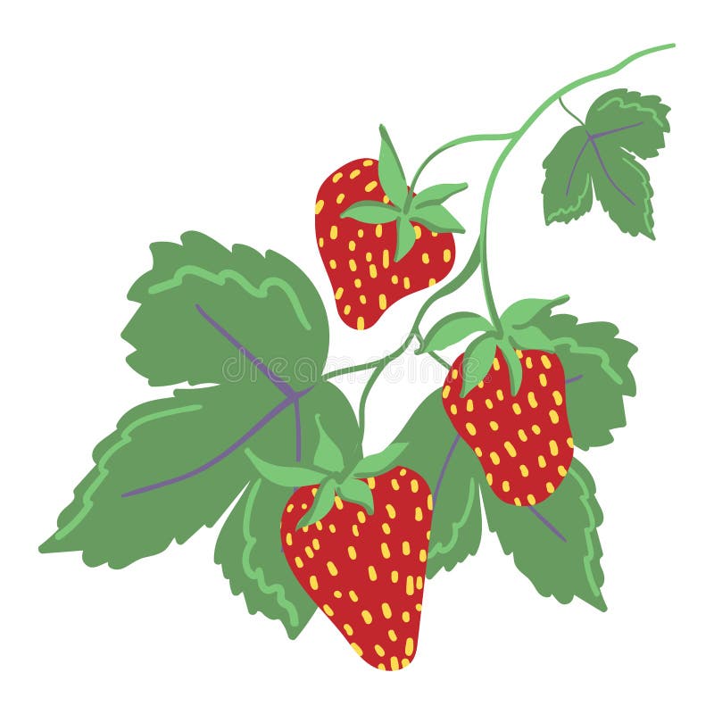 Hand Drawn Wild Berries on a Branch with Leaves on a White Background