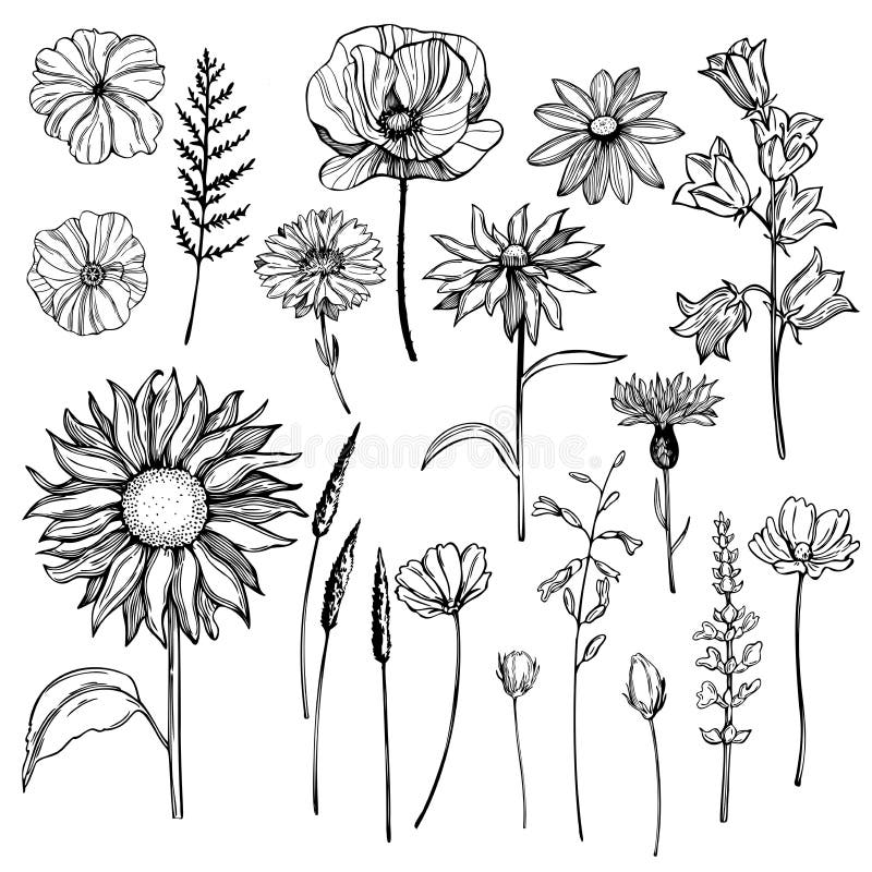 Hand Drawn Wild Herbs and Flowers. Vector Sketch Illustration Stock