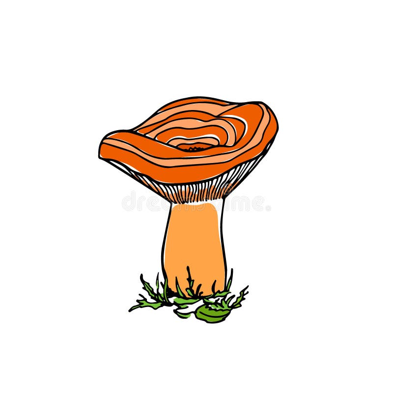 Hand drawn wild mushroom stock vector. Illustration of forest - 87568984