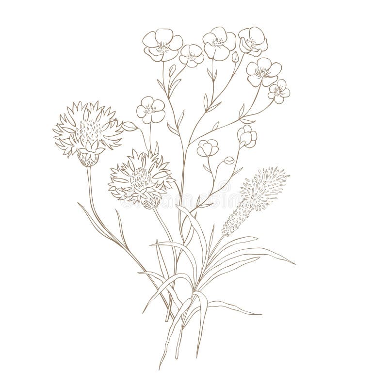 Hand Drawn Wildflower Bouquet. Stock Illustration Illustration of bouquet, deco 265785728