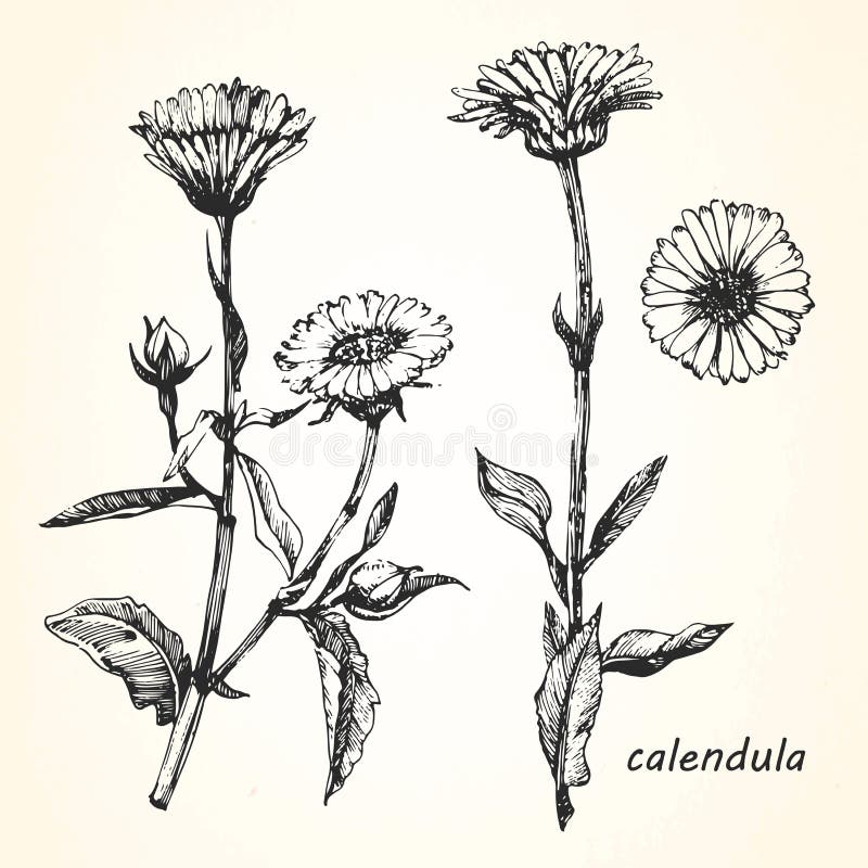 Hand-drawn απεικόνιση Calendula ελεύθερη απεικόνιση δικαιώματος Hand-drawn απεικόνιση Calendula ελεύθερη απεικόνιση δικαιώματος