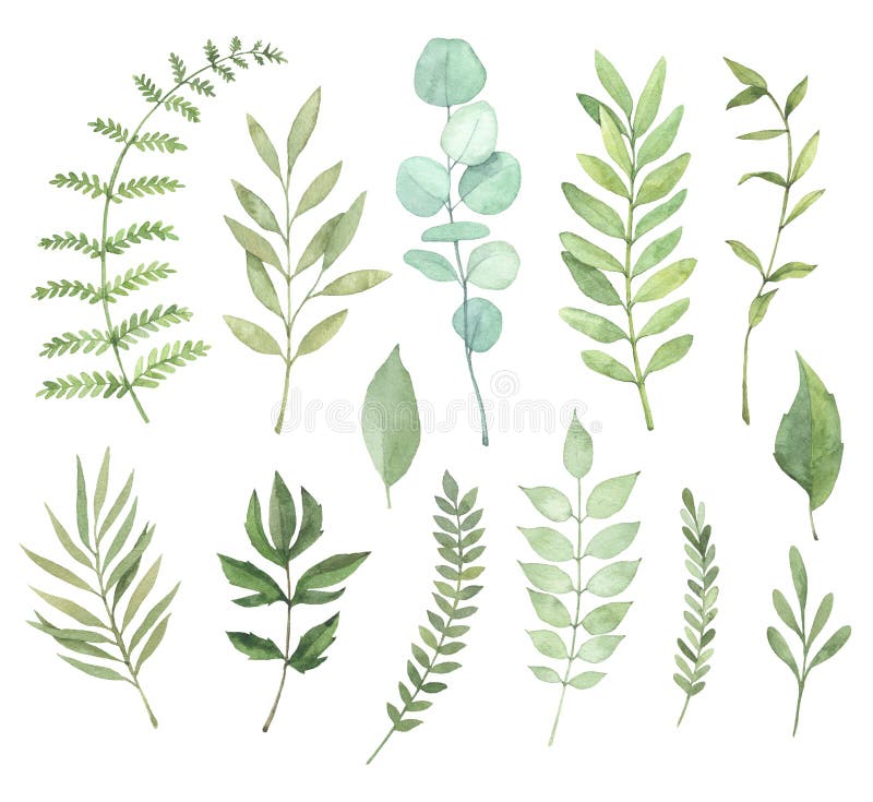 Hand drog vattenfärgillustrationer Botanisk clipart Uppsättning av G vektor illustrationer