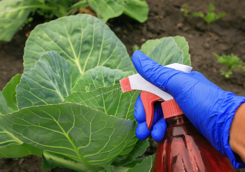 Hand in einem Gummihandschuh führt Landarbeit über die Verarbeitung des Sprays von den Plagen des Grünkohls im Sommergarten durch stockfoto Hand in einem Gummihandschuh führt Landarbeit über die Verarbeitung des Sprays von den Plagen des Grünkohls im Sommergarten durch stockfoto