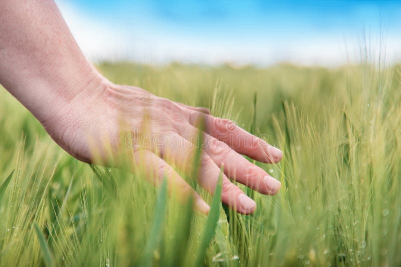 Hand eines Landwirts, der reifende Weizen?hren im Fr?hsommer ber?hrt Landwirthand auf dem Weizengebiet Landwirtschaftliches bebau lizenzfreies stockbild Hand eines Landwirts, der reifende Weizen?hren im Fr?hsommer ber?hrt Landwirthand auf dem Weizengebiet Landwirtschaftliches bebau lizenzfreies stockbild