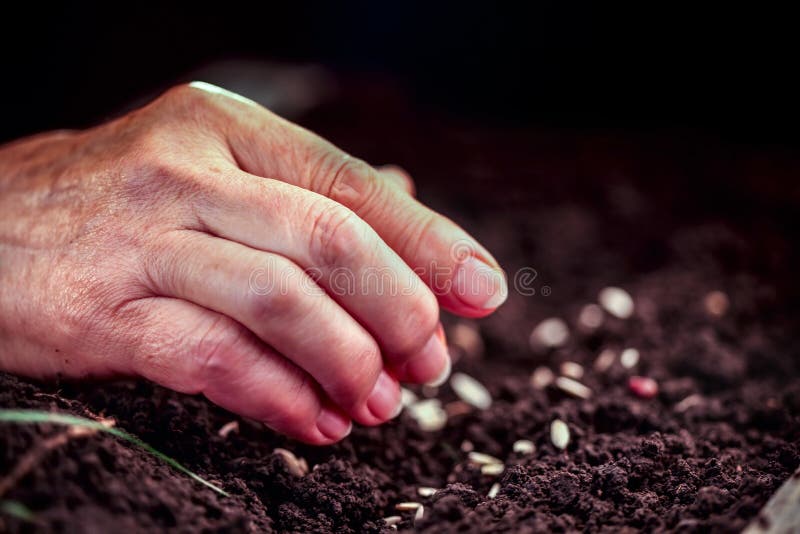 Hand Throwing Seeds stock image. Image of seed, gardening 59039657