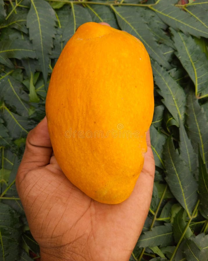 Hand of Farmer Carrying Mango Fruit with Green Background. Mango. Mango