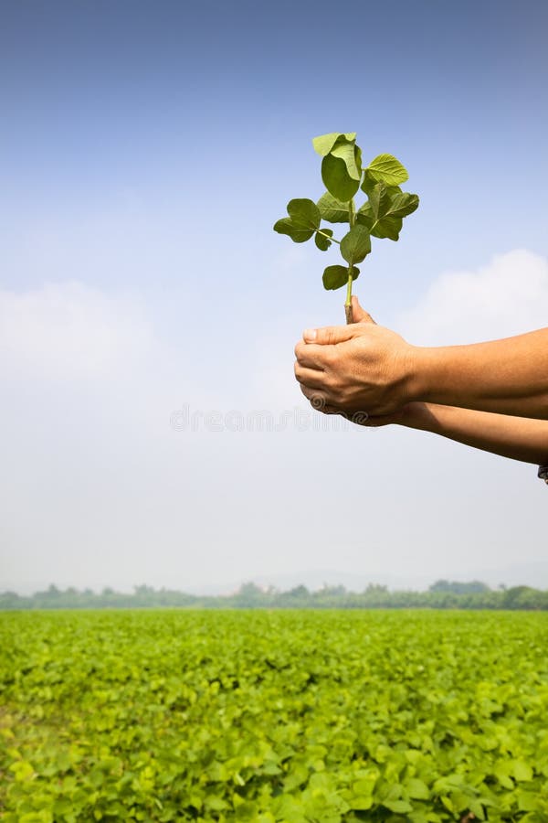 Hand of farmer holding sapling stock image Hand of farmer holding sapling stock image