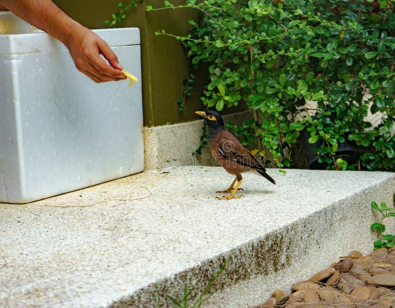 Hand on feed Bird stock photo. Image of poultry, outdoor 97385774
