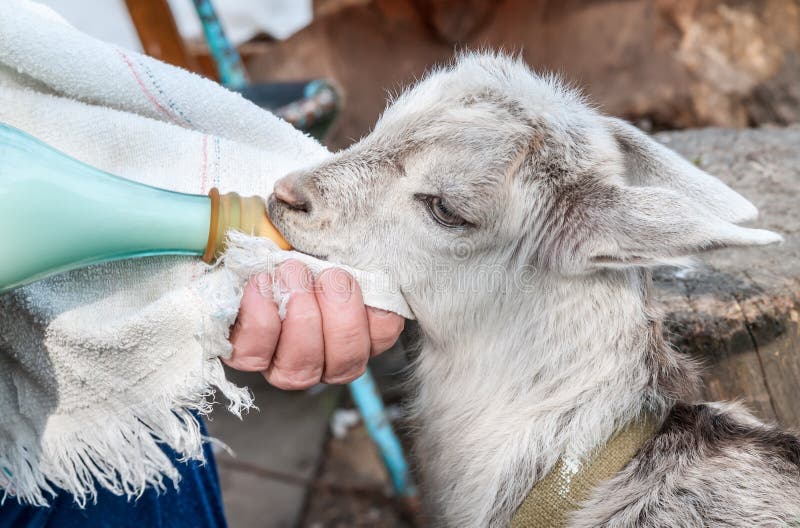 Bottle Feeding Baby Goat stock image. Image of baby, goat 19570203