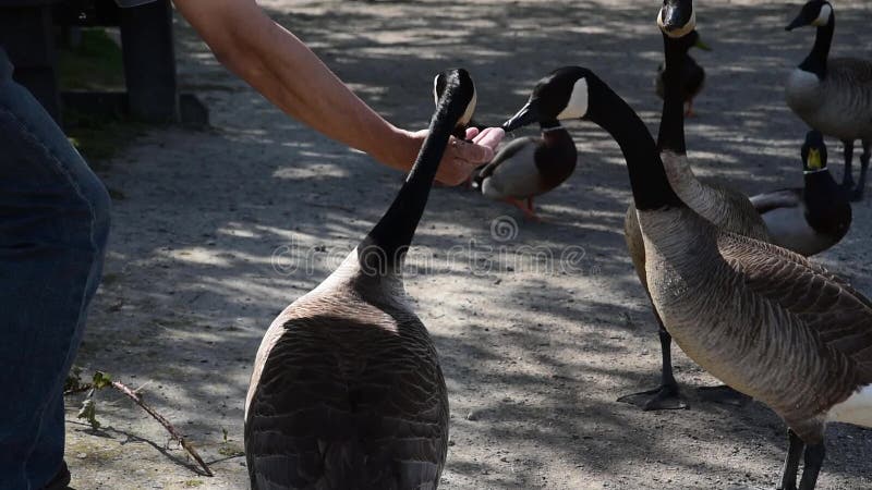 Hand feeding a canada goose.