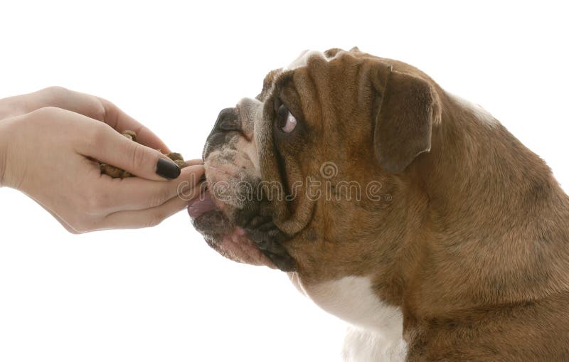 what can english bulldogs eat