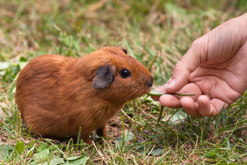 Hand feeding guinea pig stock image. Image of people 75970973