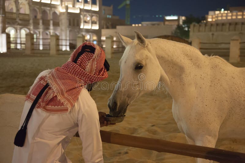Hand Feeding a White Arabic Thoroughbred Horse in Doha, Qatar Stock