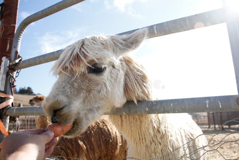 Hand Feeds a Carrot To Alpaca Stock Photo Image of area, animal