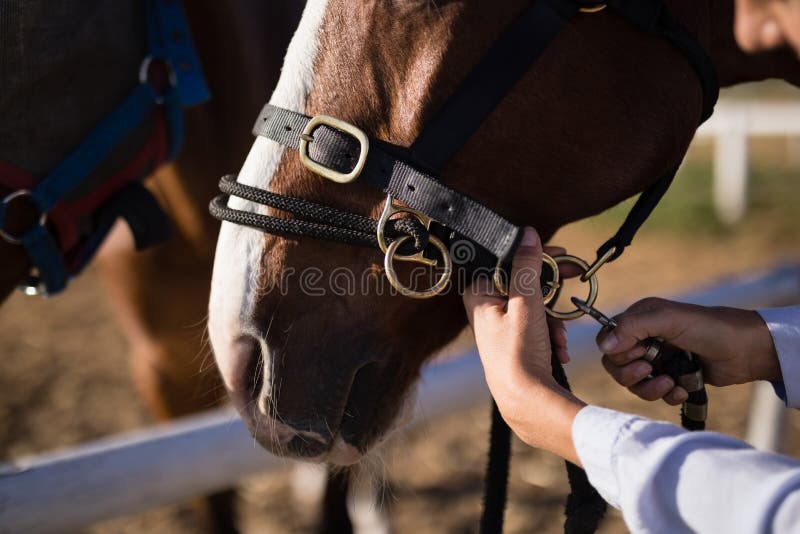 Hand of female vet adjusting horse bridle at barn