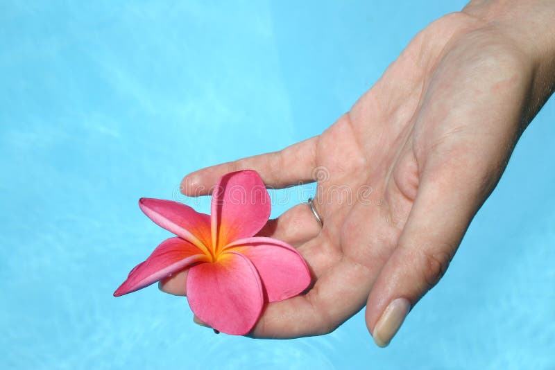 Flower and Hand stock photo. Image of white, summer, relax 624906