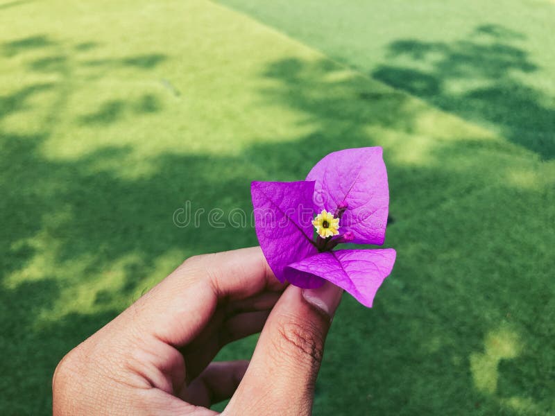 Hand and flower stock photo. Image of purpleflower, hand 251691570