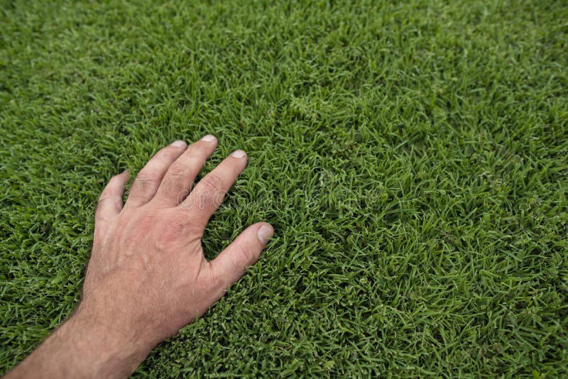 A hand touches blades of grass in a frame filled with freshly cut lush green lawn. A hand touches blades of grass in a frame filled with freshly cut lush green lawn.
