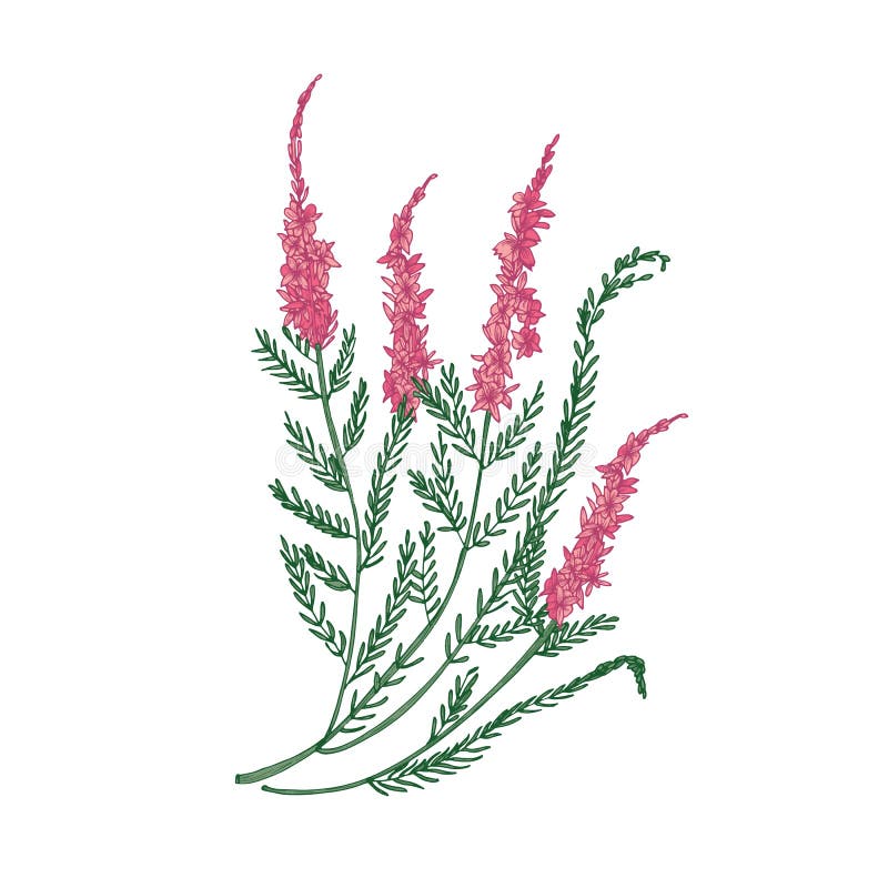 Hand för ljung- eller långaanbudblomma som dras på vit bakgrund Detaljerad teckning av att blomma den örtartade växten eller vektor illustrationer
