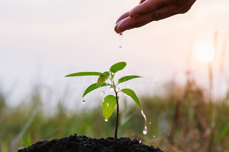 hand of gardener  pouring water at young tree for planting. eco environment concept