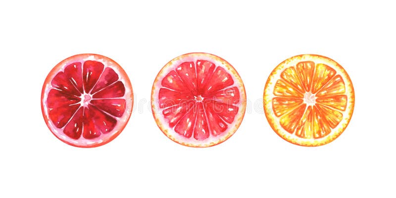 Hand geschilderde waterverfillustratie van plakken van verschillende sinaasappelen vector illustratie Hand geschilderde waterverfillustratie van plakken van verschillende sinaasappelen vector illustratie