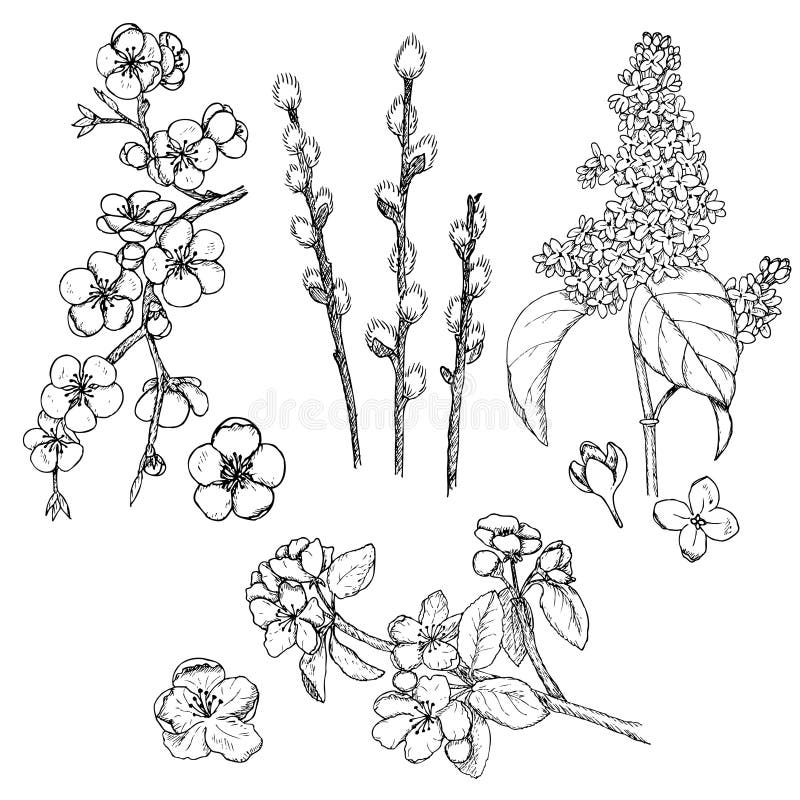 Hand Getrokken de Lente Natuurlijke Inzameling stock illustratie Hand Getrokken de Lente Natuurlijke Inzameling stock illustratie