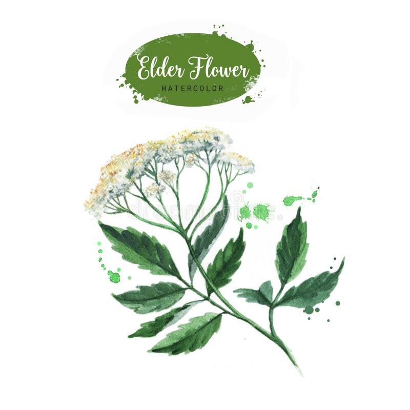 Hand getrokken de takillustratie van de waterverf oudere bloem vector illustratie Hand getrokken de takillustratie van de waterverf oudere bloem vector illustratie