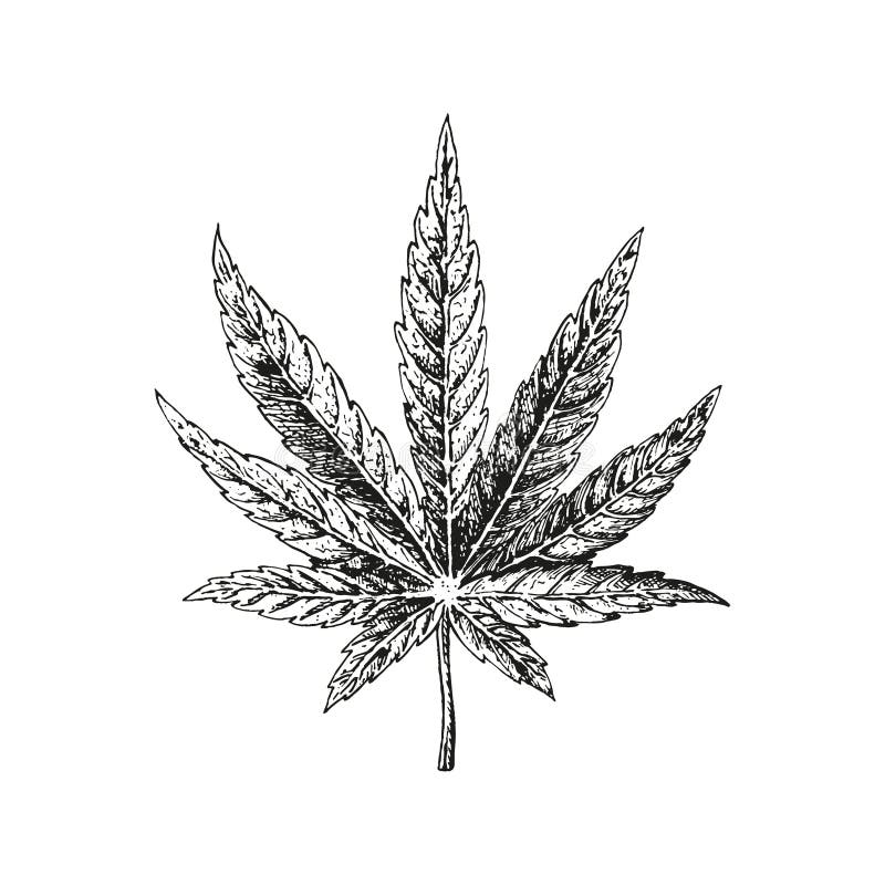 Hand getrokken hennepblad Cannabisinstallatie Vectorschets van marihuana vector illustratie Hand getrokken hennepblad Cannabisinstallatie Vectorschets van marihuana vector illustratie