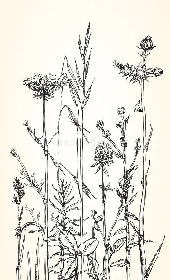 Hand getrokken illustratie van kruiden en wilde bloemen vector illustratie Hand getrokken illustratie van kruiden en wilde bloemen vector illustratie