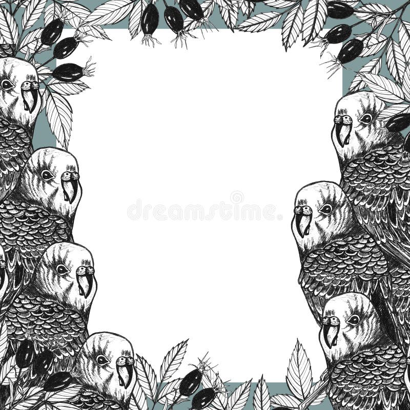 Hand getrokken kader met papegaaien en dogrose takken vector illustratie Hand getrokken kader met papegaaien en dogrose takken vector illustratie