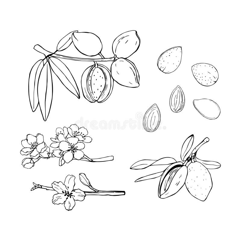 Hand Getrokken Noten amandel Stethoscoop over wit wordt geïsoleerd dat stock illustratie Hand Getrokken Noten amandel Stethoscoop over wit wordt geïsoleerd dat stock illustratie