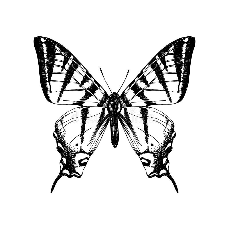 Hand getrokken westelijke tijger swallowtail vlinder vector illustratie Hand getrokken westelijke tijger swallowtail vlinder vector illustratie
