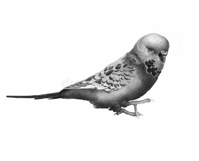 Hand getrokken zwart-witte uitstekende exotische tropische vogels, papegaai royalty-vrije illustratie Hand getrokken zwart-witte uitstekende exotische tropische vogels, papegaai royalty-vrije illustratie