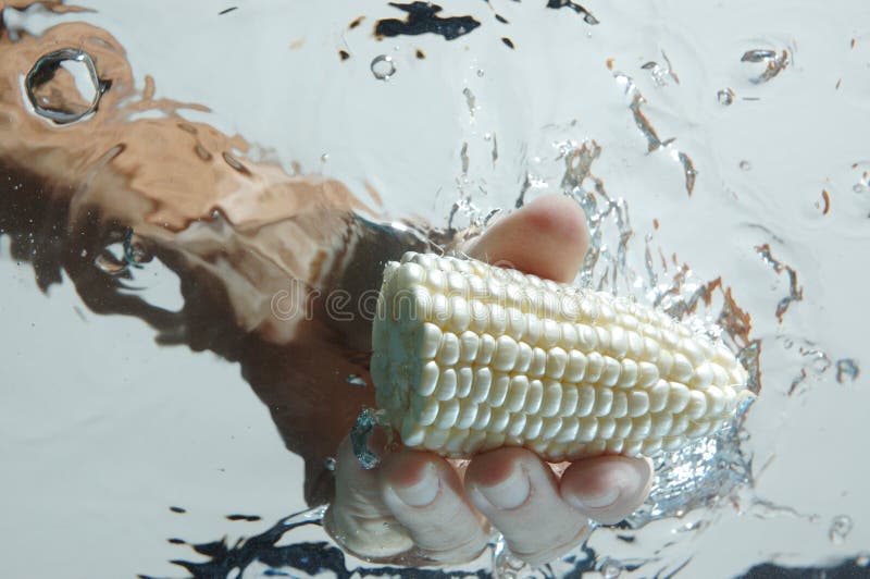 Hand getting corn in water