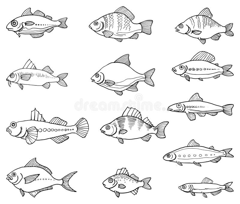 Hand gezeichnete Fische vektor abbildung. Illustration von nave - 58014741