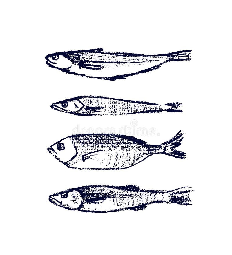 Hand gezeichnete Fische vektor abbildung. Illustration von flosse