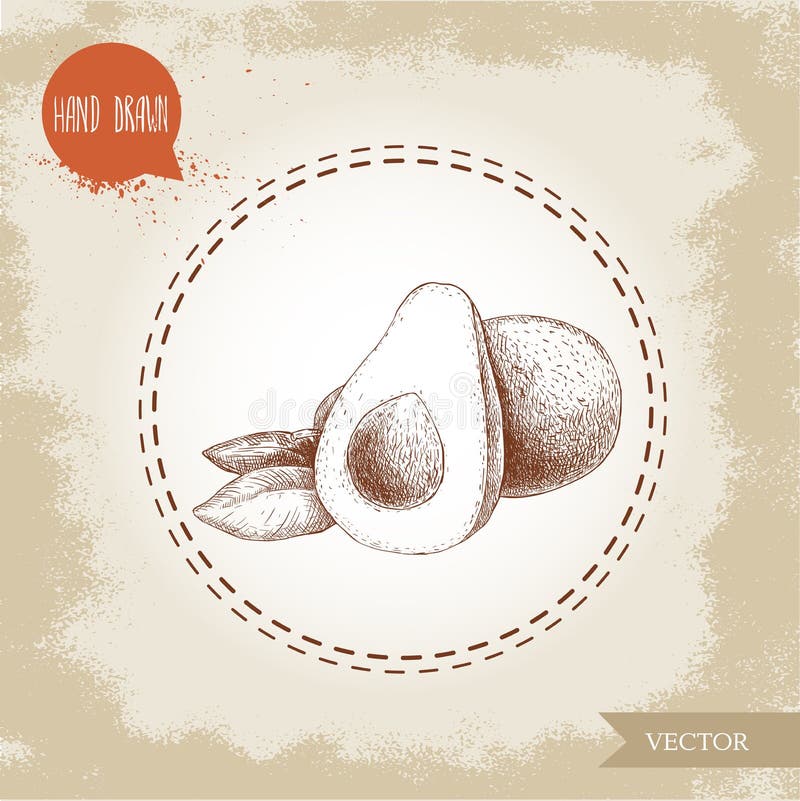 Hand gezeichnete SkizzenAvocatofruchtzusammensetzung Ganzes anf halbe Avocado