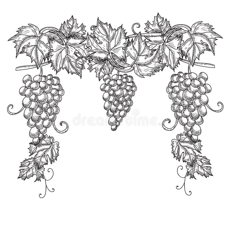 Hand gezeichnete Vektorillustration von Niederlassungstrauben Rebskizze lokalisiert auf weißem Hintergrund stock abbildung Hand gezeichnete Vektorillustration von Niederlassungstrauben Rebskizze lokalisiert auf weißem Hintergrund stock abbildung