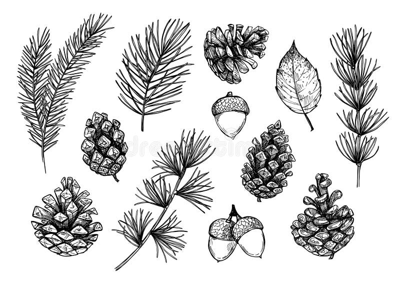 Hand gezeichnete Vektorillustrationen - Forest Autumn-Sammlung Spru lizenzfreie abbildung