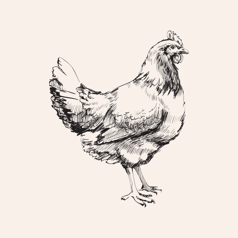 Hand-gezogene Skizzen-Hühner-Hen Vector-Illustration