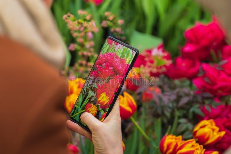 Hand of girl holding smartphone taking photo of bright tulips, spring flowers. Blossom in nature, modern technology