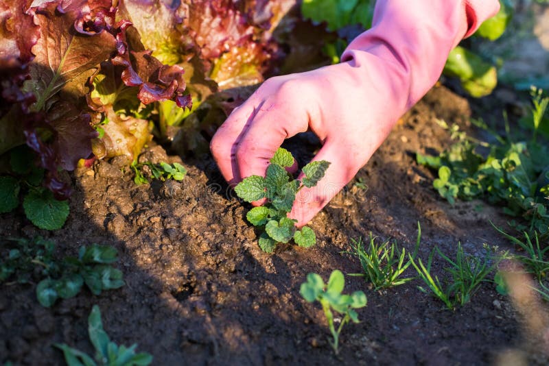 Female Hand In Working Rubber Glove Weeding Weeds In Vegetable Garden In Sunny Day In Summer Close Up. Weed Control. Female Hand In Working Rubber Glove Weeding Weeds In Vegetable Garden In Sunny Day In Summer Close Up. Weed Control