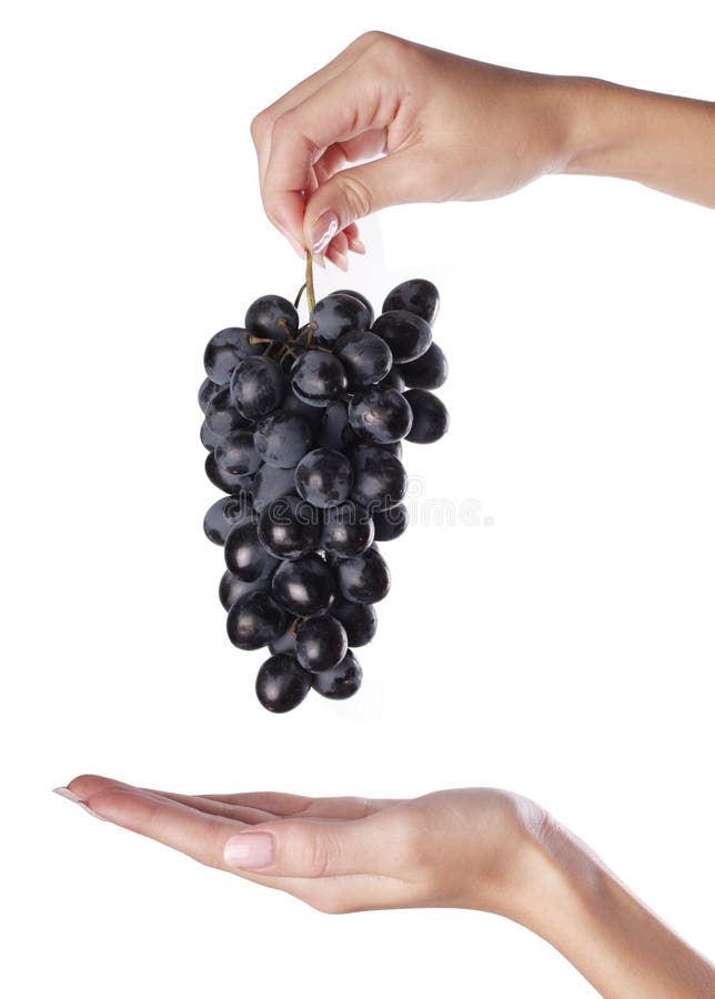 Hand and grapes stock photo. Image of health, fresh, healthy 11302588