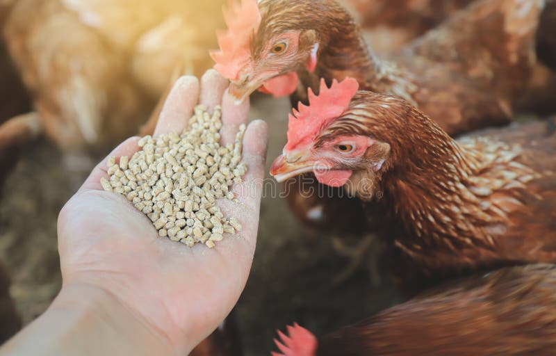 Hand hold food for feed chicken