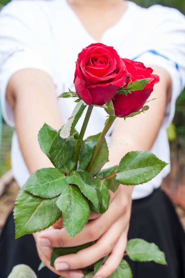 Hand hold rose flower stock photo. Image of elegance 50316728