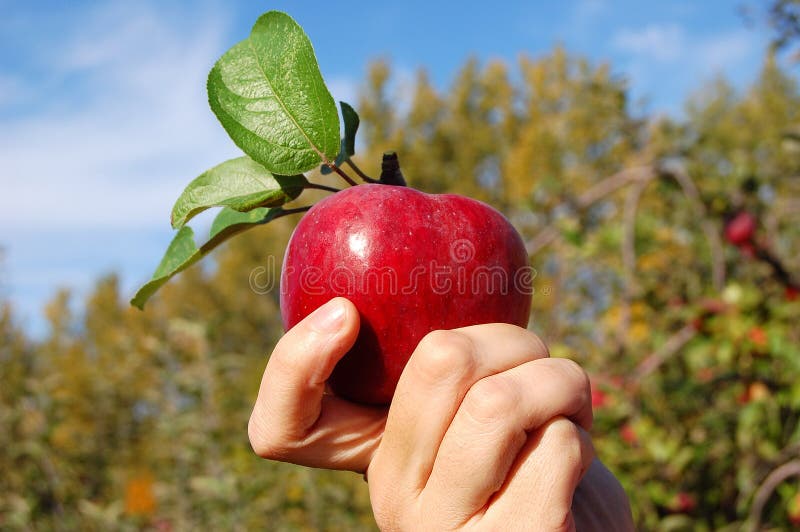 Hand Holding Apple stock photo. Image of fruit, achievement 8397780