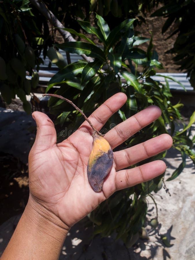 hand holding rotten mango. rotten mango 20491507 Stock Photo at Vecteezy