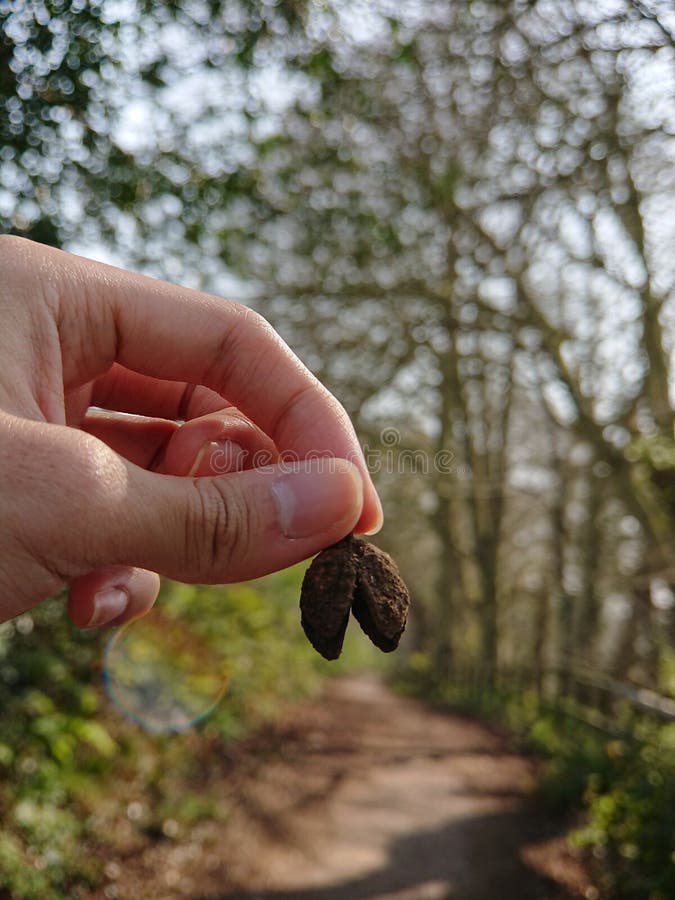 Hand holding a beech nut shell crust while hiking along a trail in a forest stock photos